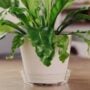 Vinyl Plant Saucer – Clear – 14″